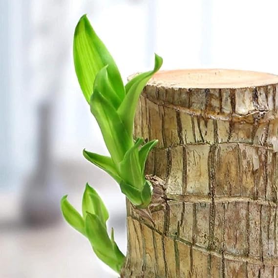 Brazilian Lucky Wood, Mini Home Plant Decorations