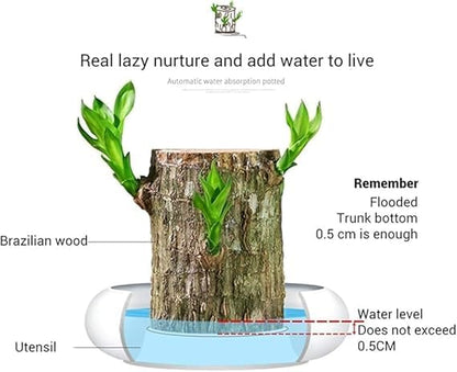 Brazilian Lucky Wood, Mini Home Plant Decorations