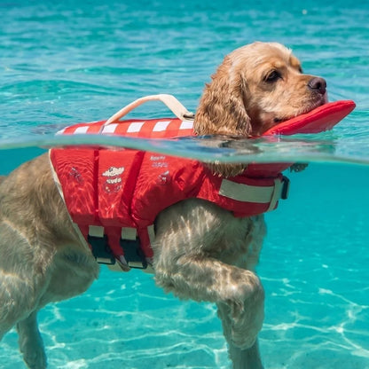 PawFloat™ Pet Safety Vest 🌊🐾 – Head Support & Rescue Ready